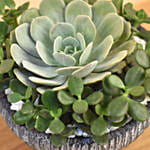 Echevieria & Jade Plant Pot
