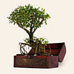 Serissa Japonica