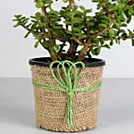Classy Jade Plant