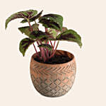 Calathea Dottie