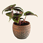 Calathea Dottie