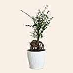 Chinese Elm Bonsai