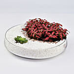Crescent Moon Dish Garden