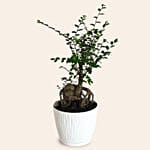 Chinese Elm Bonsai