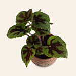 Calathea Dottie