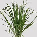 Cymbopogon Plant Pot