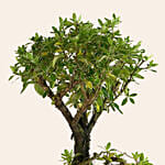 Serissa Japonica