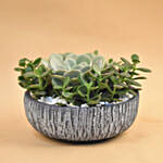Echevieria & Jade Plant Pot