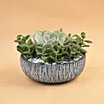 Echevieria & Jade Plant Pot