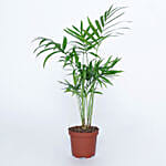 Airpurifying And Indoor Greens Combo