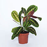 Airpurifying And Indoor Greens Combo