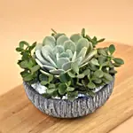 Echevieria & Jade Plant Pot
