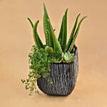 Aloe Vera & Echevieria Plant Vase