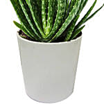 Aloe Vera Plant In A Pot