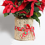 Beautiful Poinsettia Plant In Natural Jute
