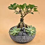 Bonsai & Echevieria Pot