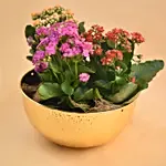 Colourful Kalanchoe Plants Pot