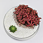 Crescent Moon Dish Garden