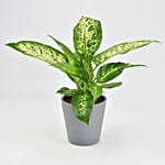 Dieffenbachia Plant For Your Indoors