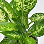 Dieffenbachia Plant For Your Indoors