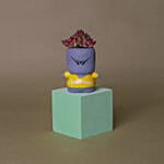 Echeveria Succulent Quirky Boy Pot