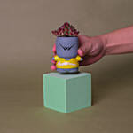 Echeveria Succulent Quirky Boy Pot