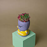 Echeveria Succulent Quirky Boy Pot