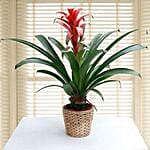 Galvanic Guzmania Ecstasy