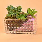 Gorgeous Succulents Terrarium