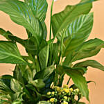 Green Flowering Plants In Silver Vase