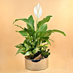 Green Flowering Plants In Silver Vase