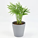 Low Maintenance Chamaedorea Plant