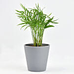 Low Maintenance Chamaedorea Plant