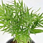 Low Maintenance Chamaedorea Plant