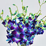 Mesmerizing Blue Orchids