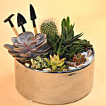 Mini Succulent Garden Container