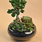 Mini Succulent Garden In Round Vase