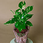 Money Plant Tree Man Pot