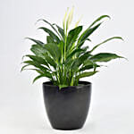 Peace Lily In Matt Black Planter