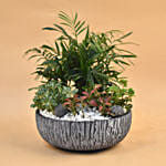Refreshing Plants Pot