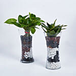 Sanseveria And Money Plant In Tall Vase