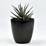 Small Haworthia In Tea Pot Jar