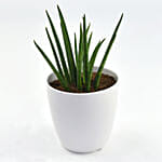 Small Sanseveria In Tea Pot Jar