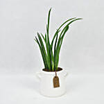 Small Sanseveria In Tea Pot Jar