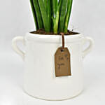 Small Sanseveria In Tea Pot Jar