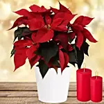 Special Poinsettia Plant With Candles