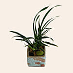 Spider Plant