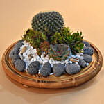 Succulent Plants Dome Glass Terrarium