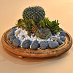 Succulent Plants Dome Glass Terrarium