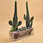 Succulents Rectangular Terrarium
